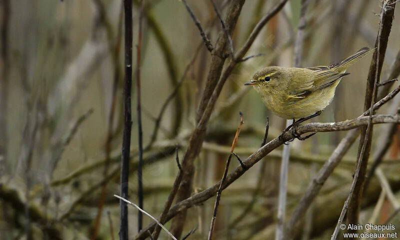 Common Chiffchaffadult, identification, Behaviour