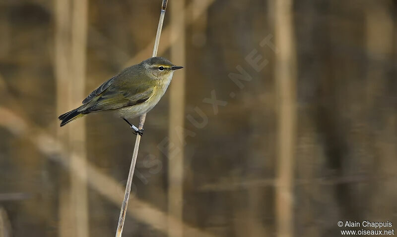 Common Chiffchaff