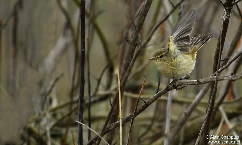 Common Chiffchaffadult, identification, Flight, Behaviour