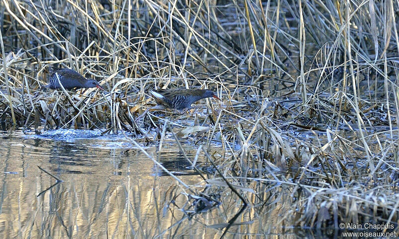 Water Railadult, identification, Behaviour