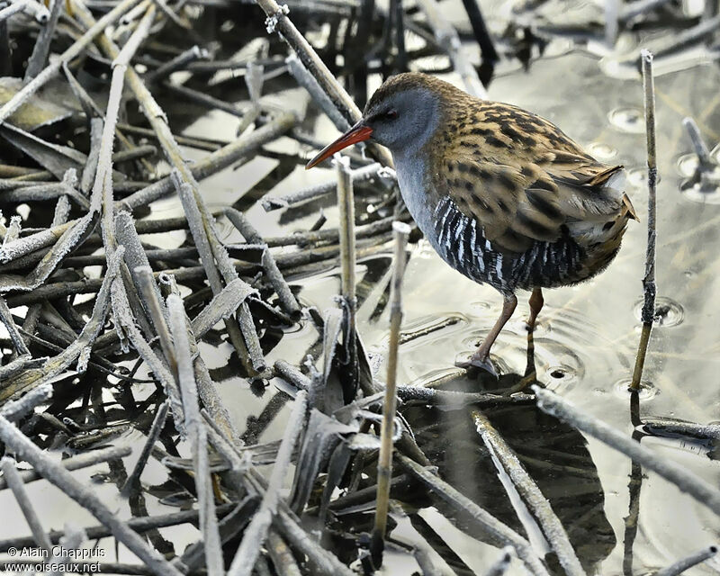 Râle d'eauadulte, identification, Comportement