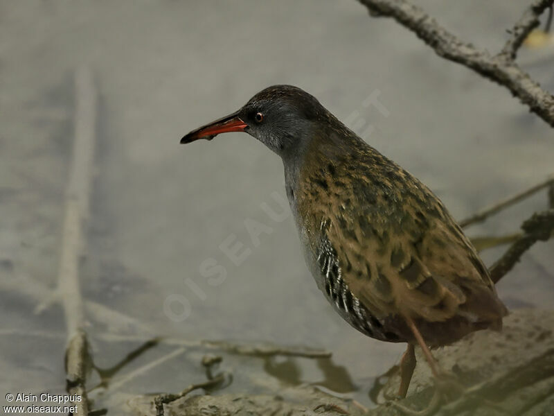 Water Railadult, identification, Behaviour