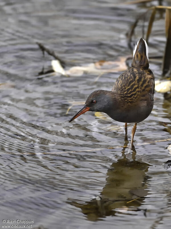 Râle d'eauadulte, identification, marche, pêche/chasse