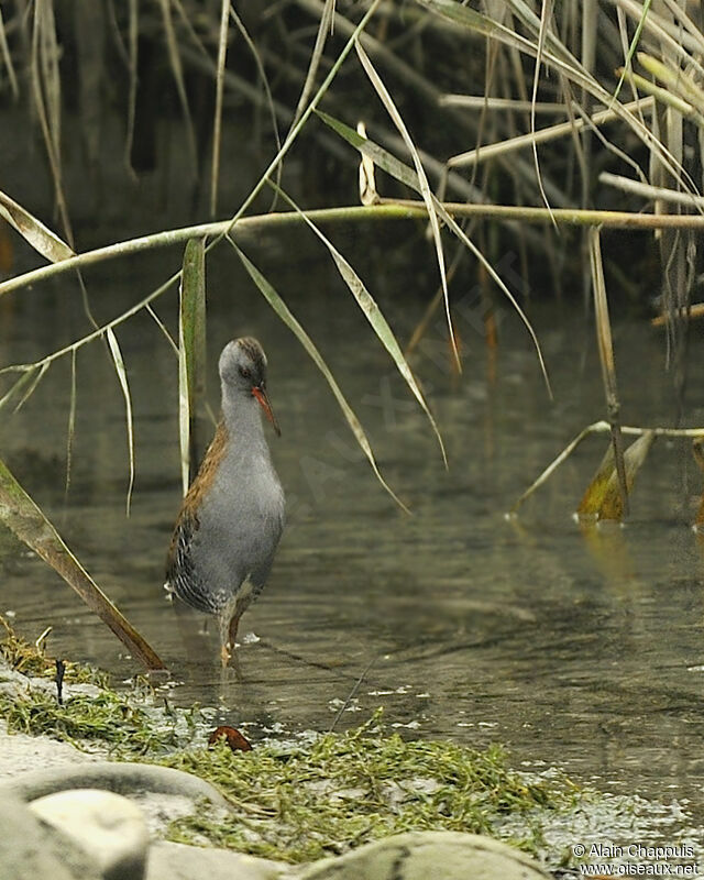 Water Railadult, identification