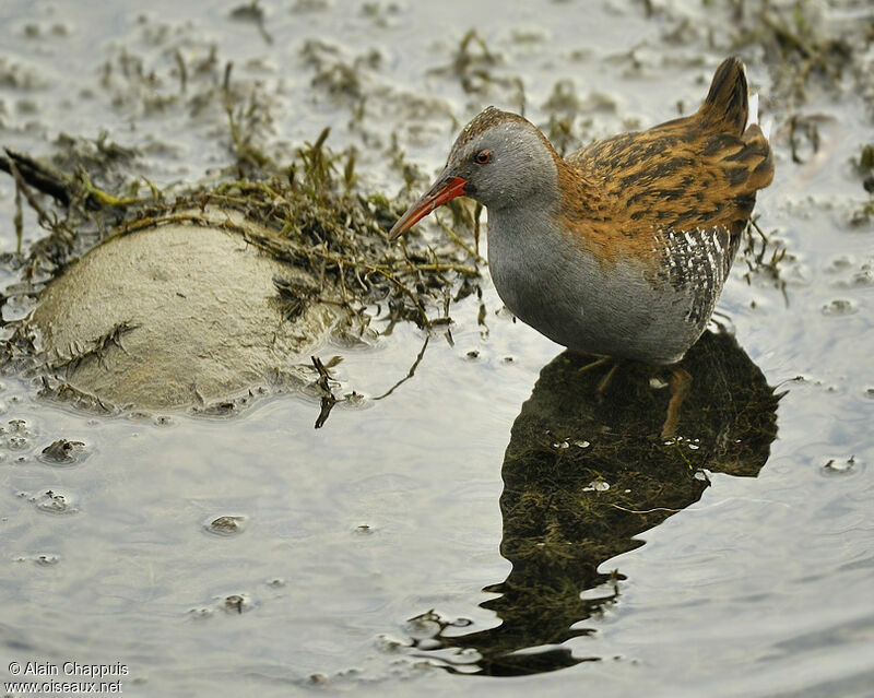 Râle d'eauadulte, identification, Comportement