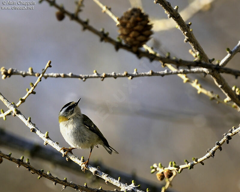 Common Firecrestadult post breeding, identification, Behaviour