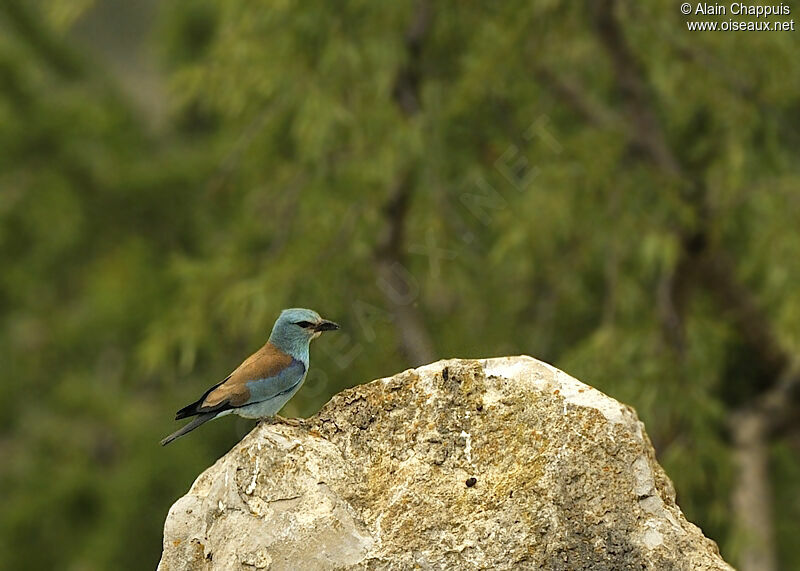 European Rolleradult, identification