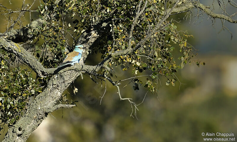 European Rolleradult, identification, Behaviour