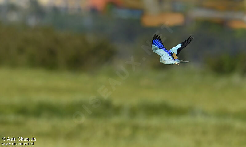 European Rolleradult, identification, Flight, Behaviour