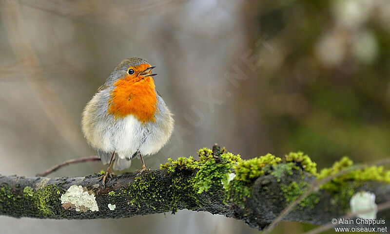 European Robinadult, identification, song, Behaviour