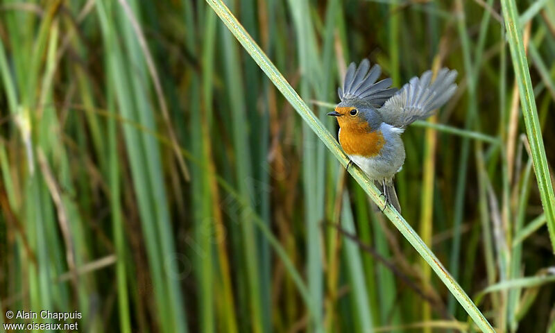 Rougegorge familieradulte, identification, Vol, Comportement