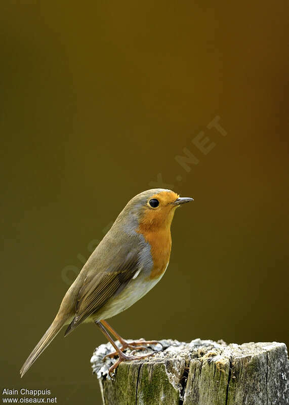 European Robin male adult, identification