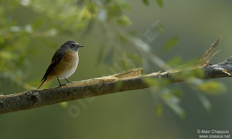 Common Redstart, identification, Behaviour