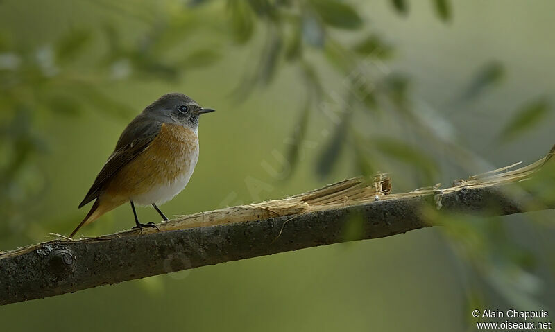 Common Redstart, identification, Behaviour