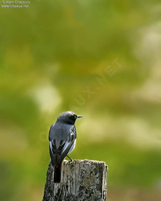 Black Redstart male adult, identification