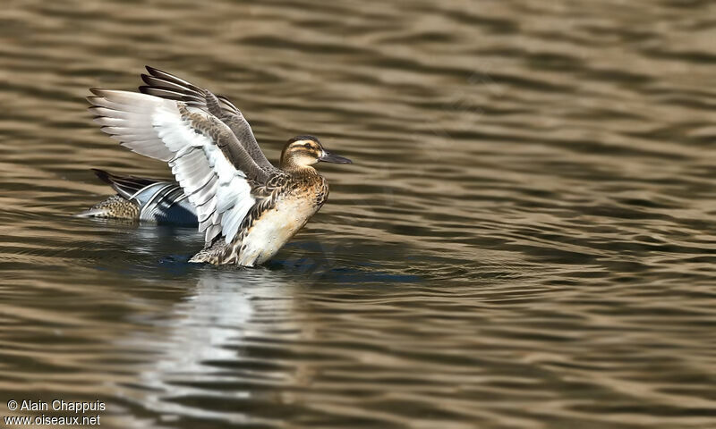 Garganey female adult, identification, swimming