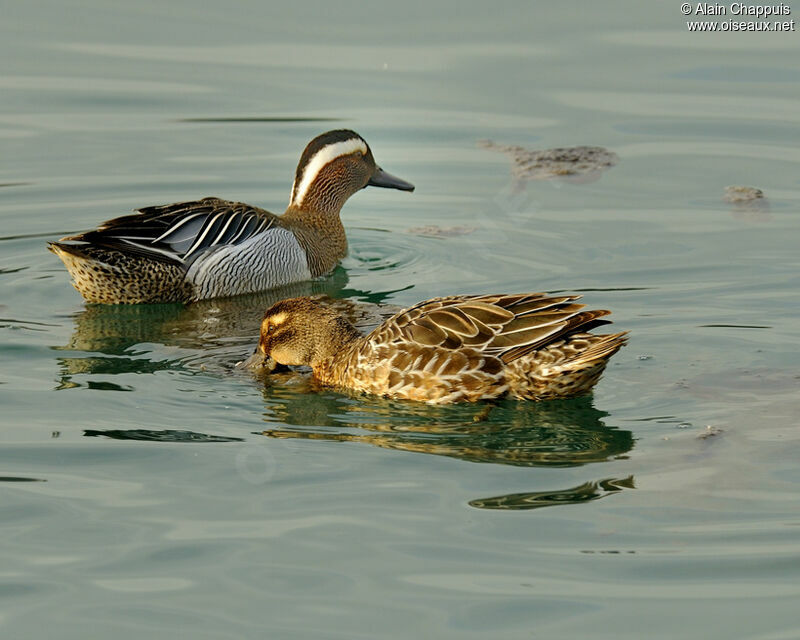 Garganey adult, identification, Behaviour