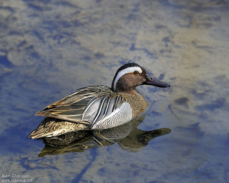 Garganey male adult breeding, identification