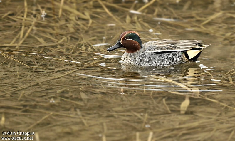 Eurasian Teal male adult, identification, Behaviour