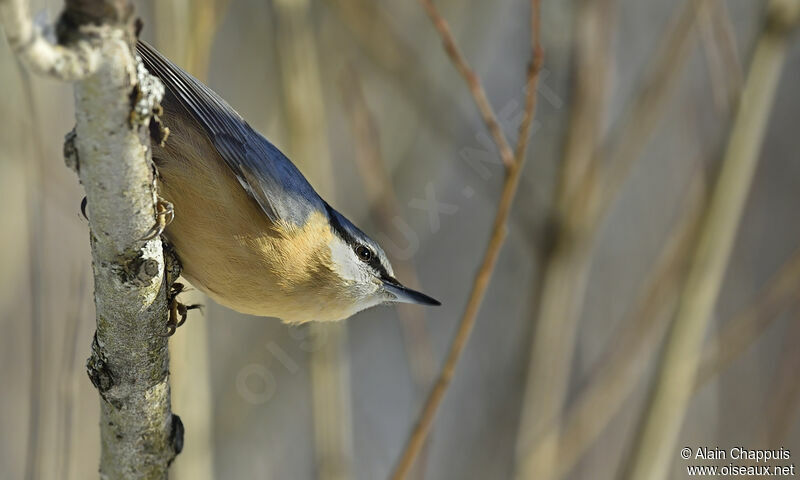 Sittelle torchepotadulte, identification, Comportement