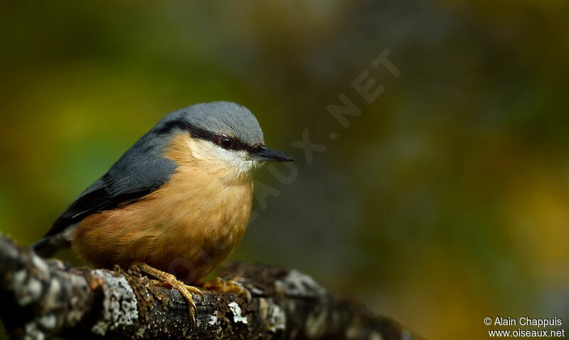 Sittelle torchepotadulte, identification, portrait