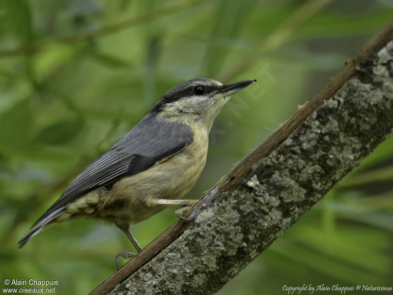 Eurasian Nuthatchadult, identification, close-up portrait