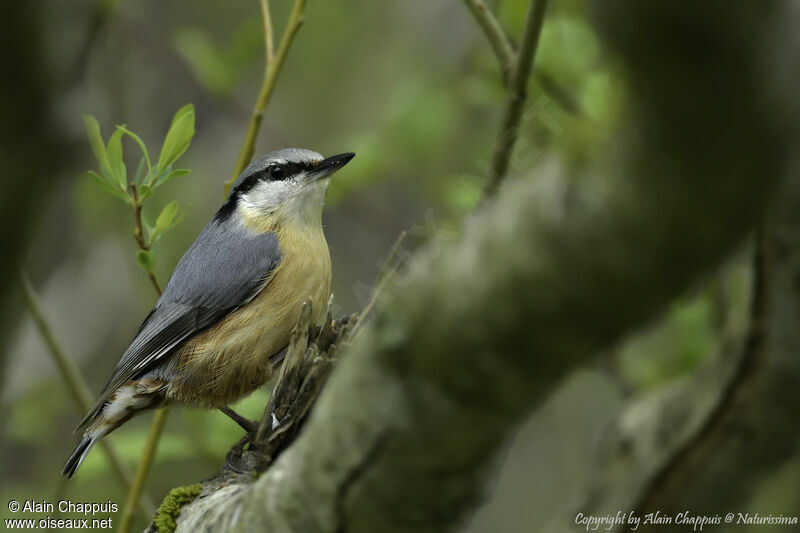 Eurasian Nuthatchadult, identification, close-up portrait