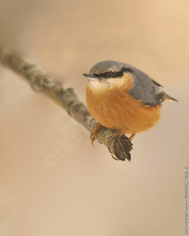 Sittelle torchepotadulte, identification, Comportement