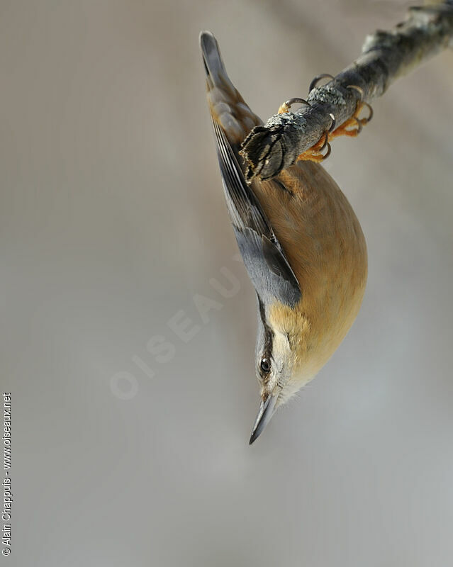 Eurasian Nuthatchadult, identification, Behaviour