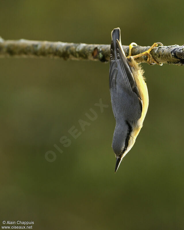 Eurasian Nuthatchadult post breeding, identification, Behaviour