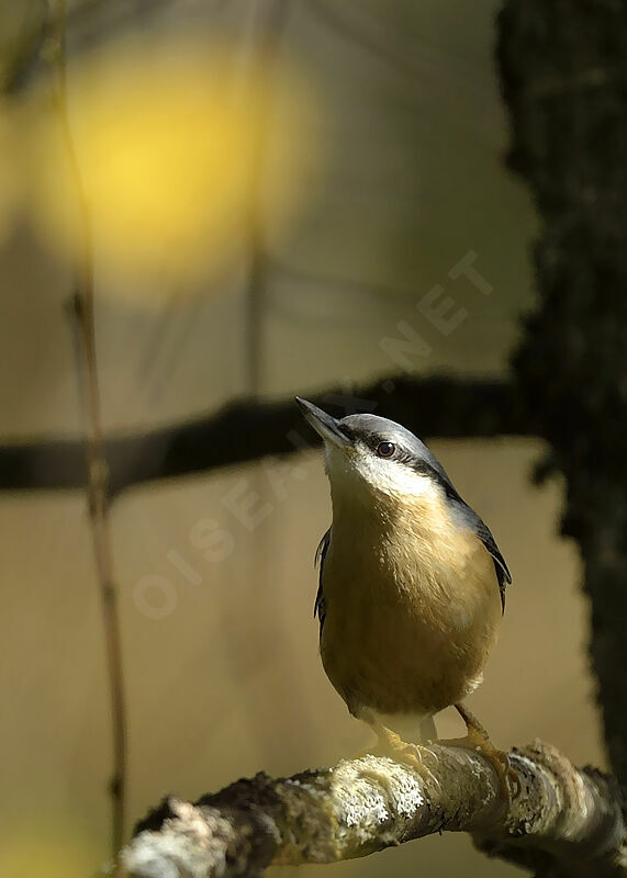 Eurasian Nuthatchadult, identification, Behaviour