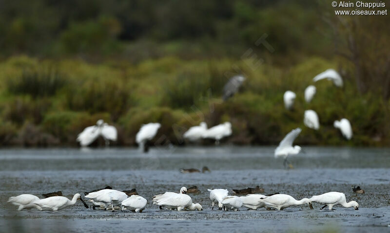 Eurasian Spoonbill, identification, feeding habits, Behaviour