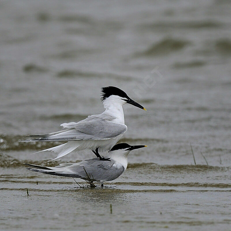 Sandwich Tern