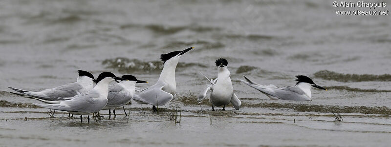 Sandwich Ternadult, identification, Behaviour