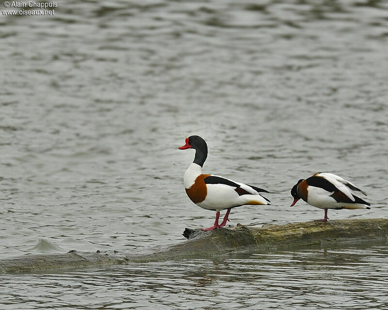 Common Shelduck adult breeding, identification, Behaviour