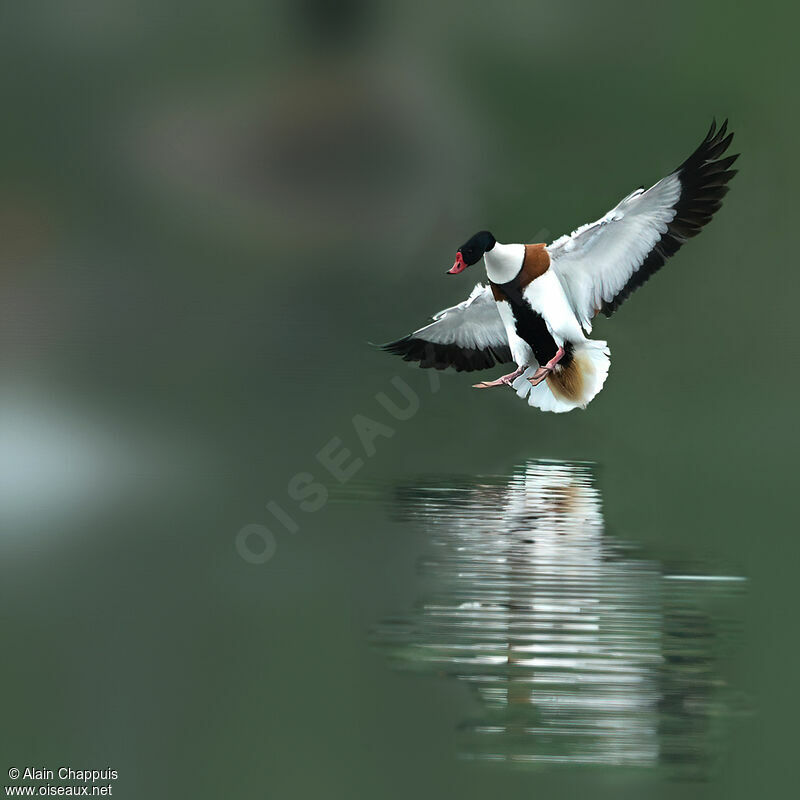 Common Shelduck male adult breeding, identification