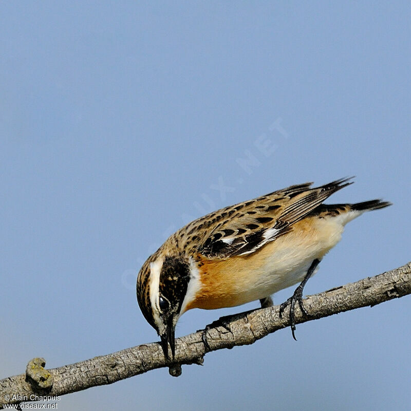 Whinchat male adult breeding, identification, Behaviour