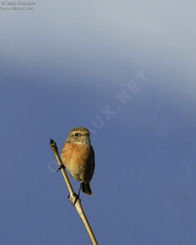 European Stonechat female adult, identification, Behaviour