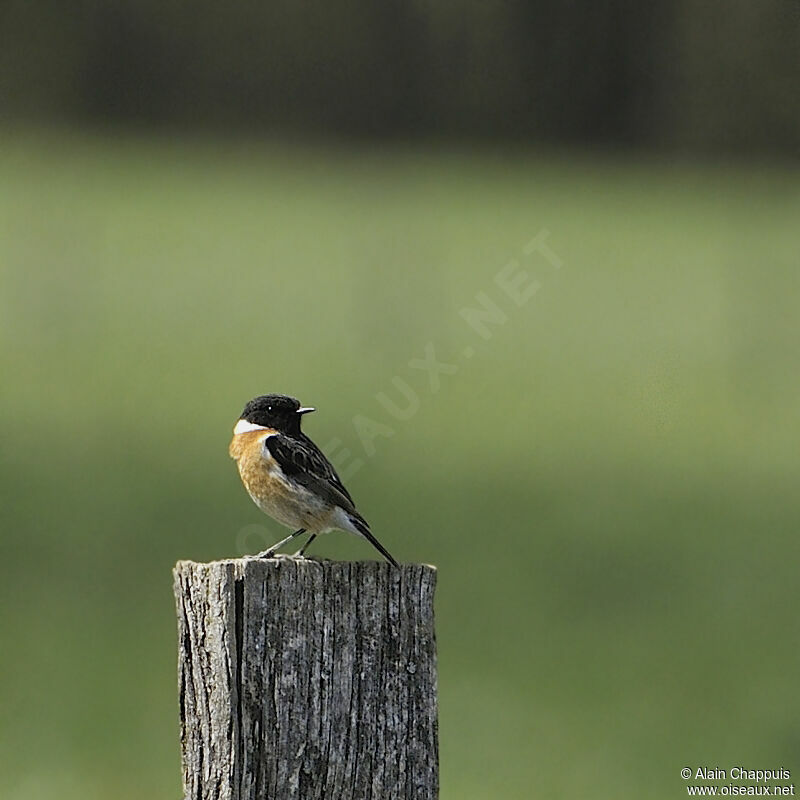 European Stonechat male adult breeding, identification, Behaviour