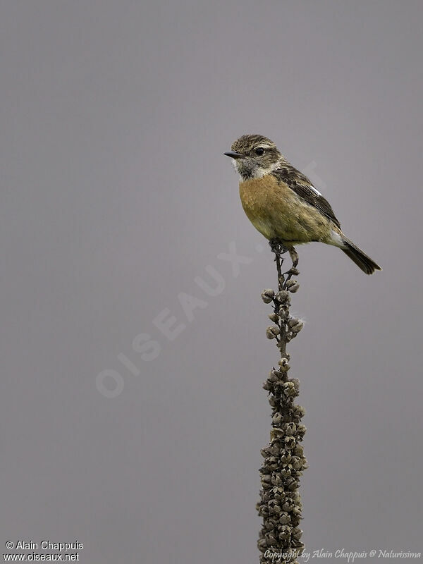 European Stonechat female adult, identification, close-up portrait