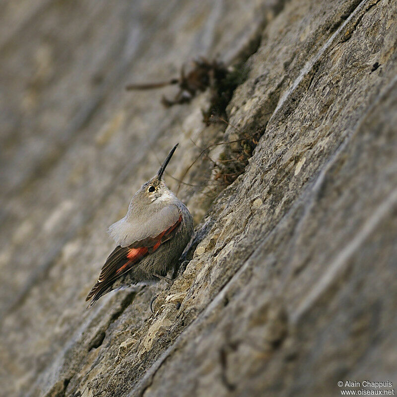 Tichodrome écheletteadulte nuptial, identification, Comportement