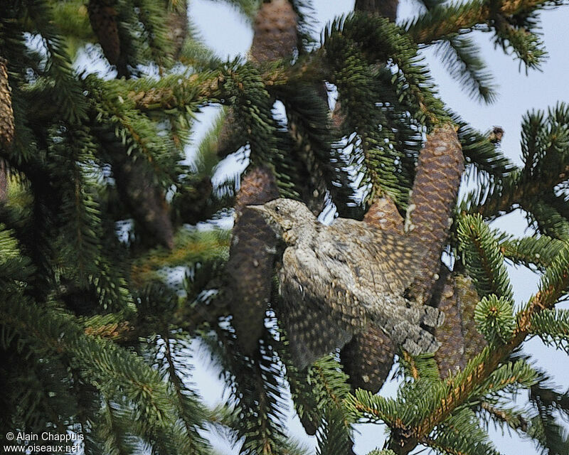 Eurasian WryneckFirst year, identification, Flight, Behaviour