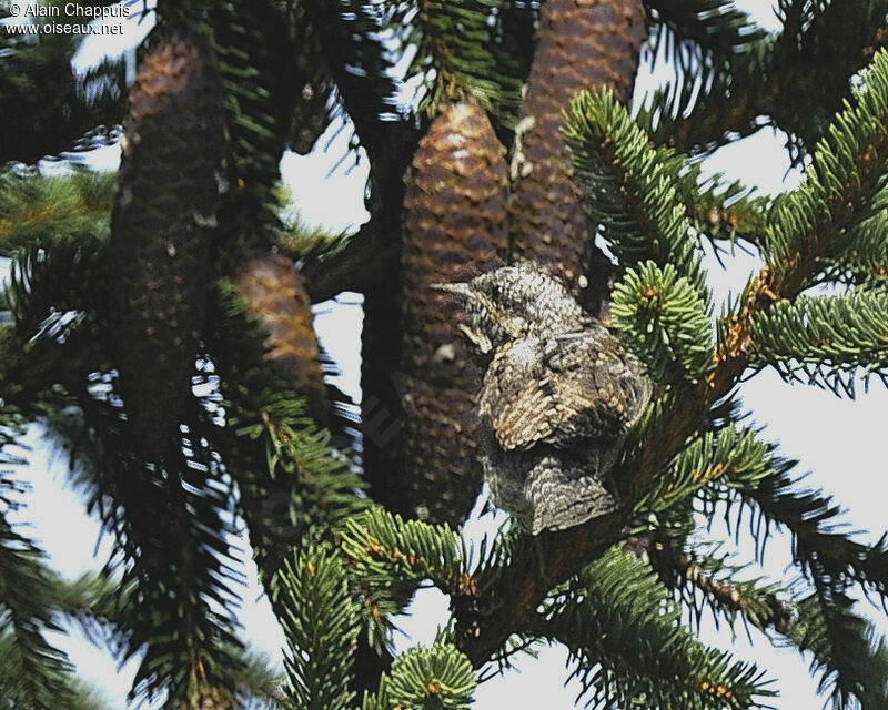 Eurasian WryneckFirst year, identification, Behaviour