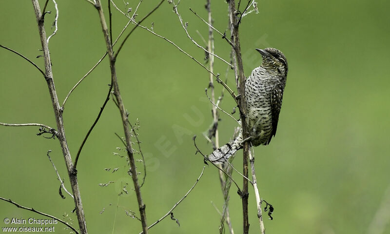 Torcol fourmilieradulte, identification, Comportement