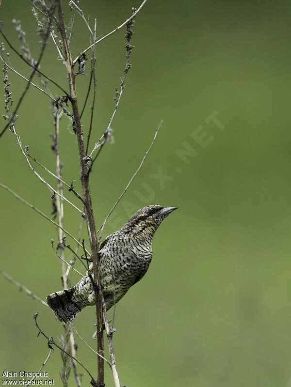 Torcol fourmilieradulte, identification, Comportement