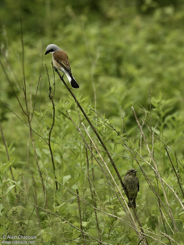 Eurasian Wryneckadult, identification, Behaviour