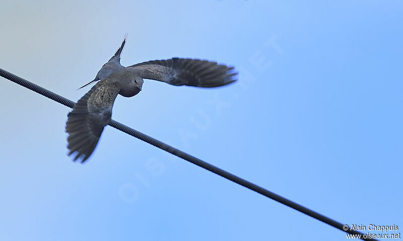 European Turtle Doveadult, Flight