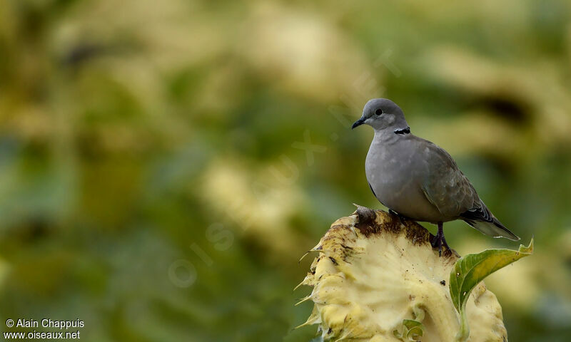 Eurasian Collared Dove, identification, feeding habits, Behaviour