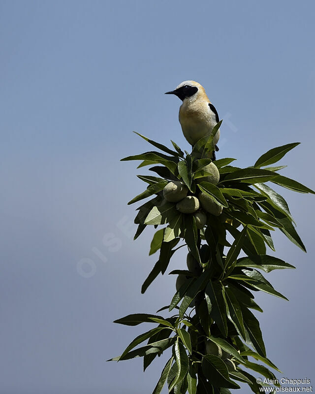 Western Black-eared Wheatear male adult, identification, Behaviour