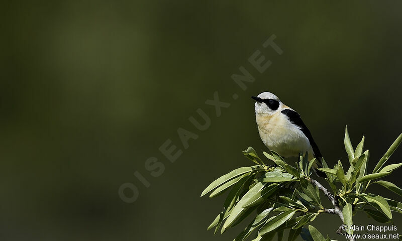 Western Black-eared Wheatear male adult, identification, Behaviour